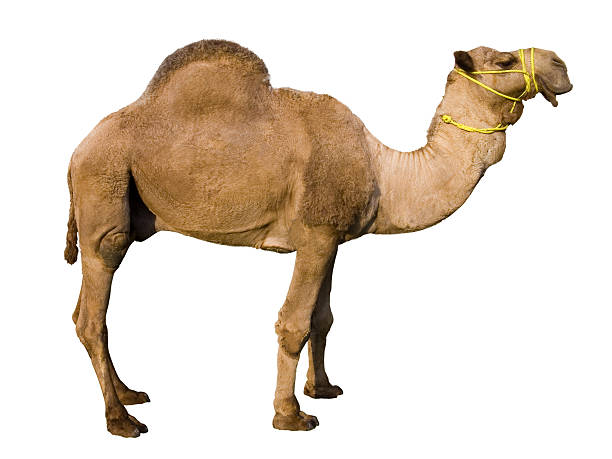 Dromedary Camel (Isolated)  dromedary camel stock pictures, royalty-free photos & images