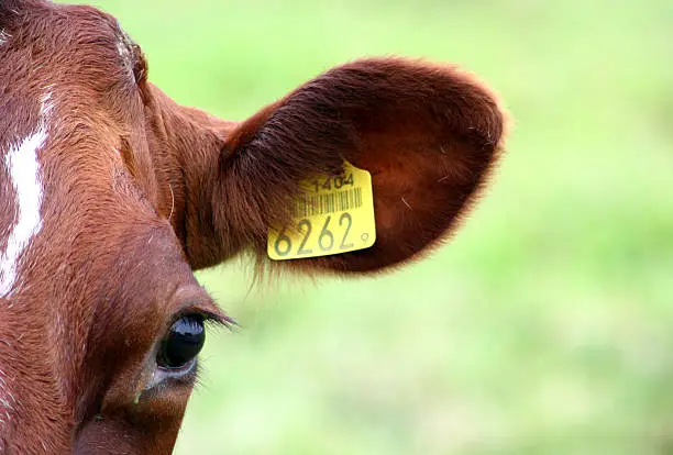 Photo of Headshot of a Dutch brown cow with yellow eartag