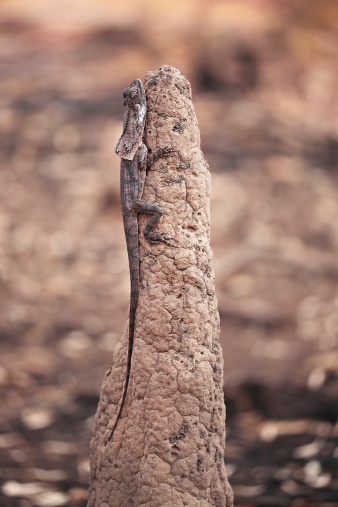 Australian frill neck lizard hiding on a termite mound ant nest