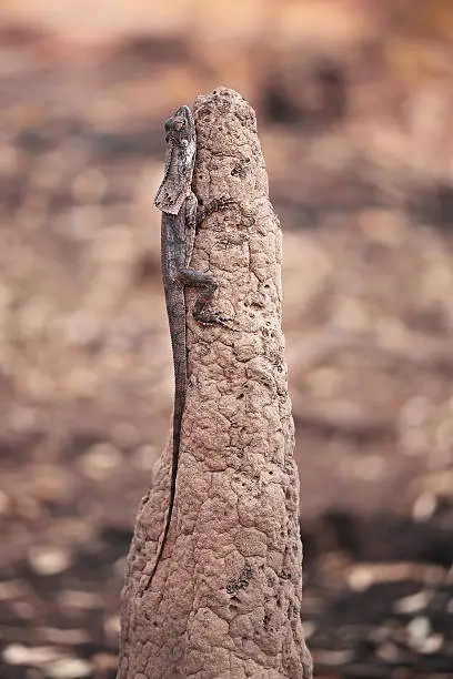 Australian frill neck lizard hiding on a termite mound ant nest