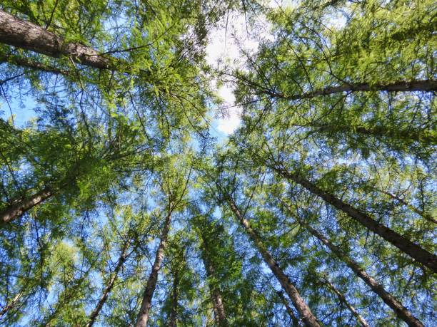 istock Low-angle shot of trees in the forest 1571635131