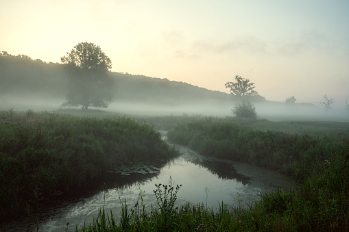 Pond, Landscape, Fog, Field