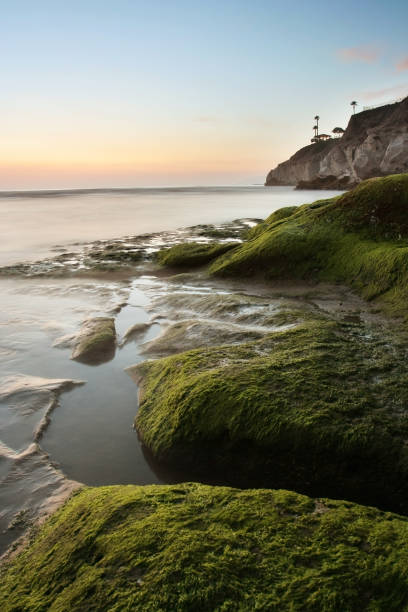 Mossy Rocks at Pismo Beach stock photo