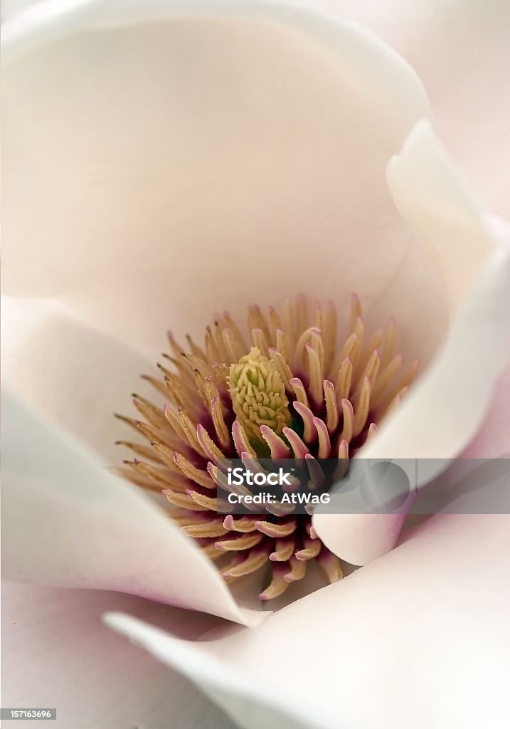 Herzen von magnolia - Lizenzfrei Fortpflanzungsorgan Stock-Foto