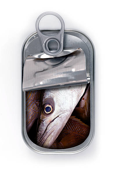 huge sardines