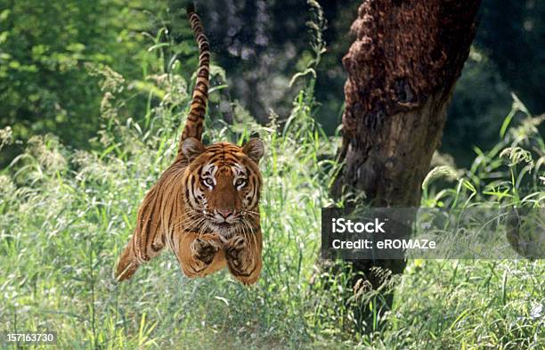 Aire Dado Tiger Foto de stock y más banco de imágenes de Tigre - Tigre, Saltar - Actividad física, Animal