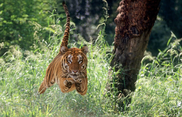 Air-borne Tiger stock photo