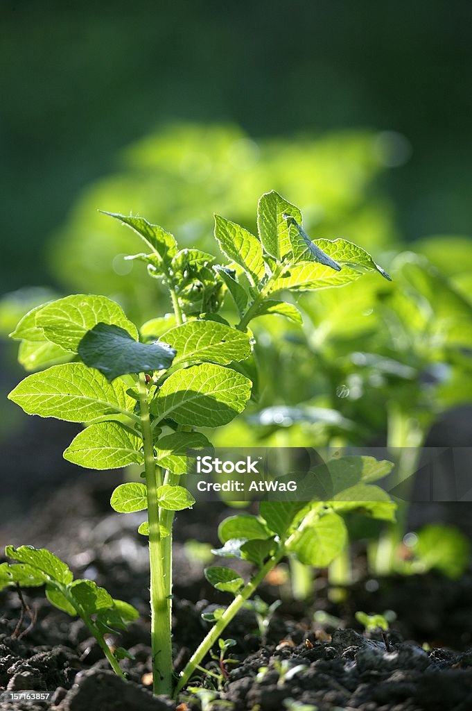 Primavera de batatas - Foto de stock de Arbusto royalty-free