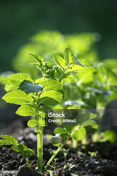 Foto de Primavera De Batatas e mais fotos de stock de Arbusto - Arbusto, Conspiração, Crescimento