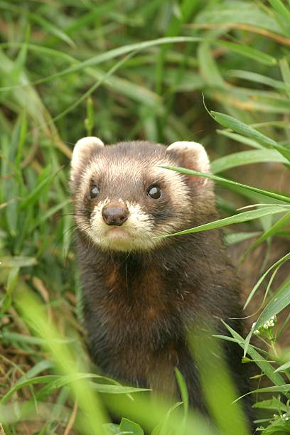 istock Polecat with a mask like face across the eyes in forest 157163882