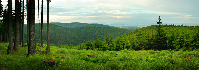 view out of the forests into open land