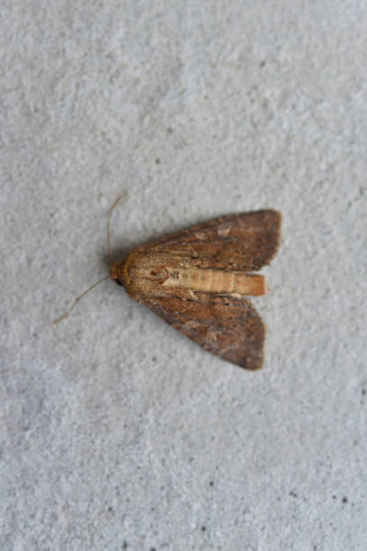 istock A night moth on a gray background. A winged insect. A moth. 1571649963