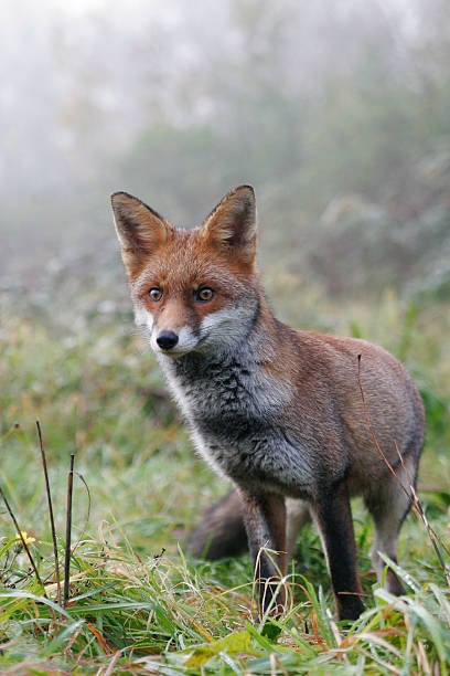British Red Fox in mist stock photo