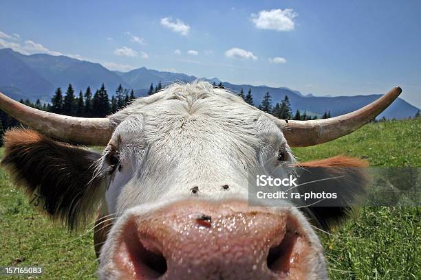 Kiss Mnie - zdjęcia stockowe i więcej obrazów Bydło domowe - Bydło domowe, Krowa, Szwajcaria