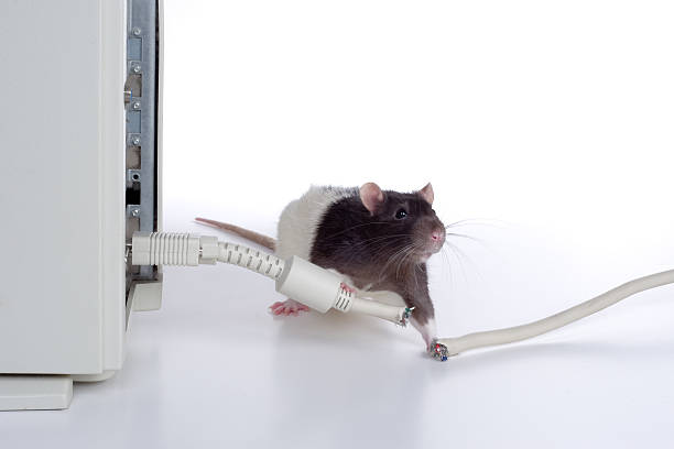 22,100+ Funny Rat Stock Photos, Pictures & Royalty-Free Images