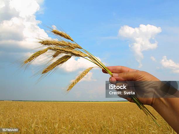 ゴールドの耳のライハンド Iv - 小麦のストックフォトや画像を多数ご用意 - 小麦, 手に持つ, 農業