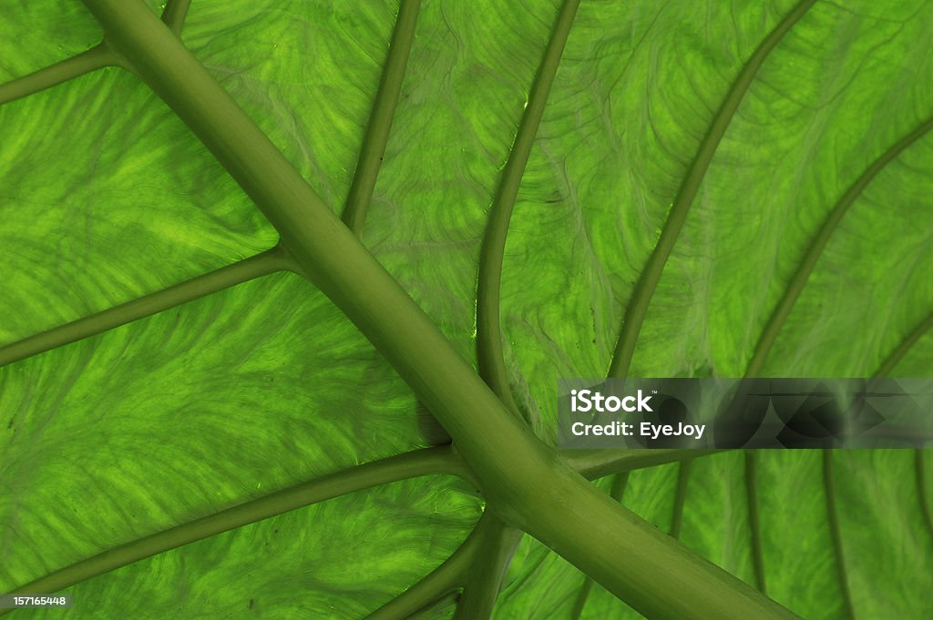 Feuille verte Textures et motifs - Photo de Brin d'herbe libre de droits