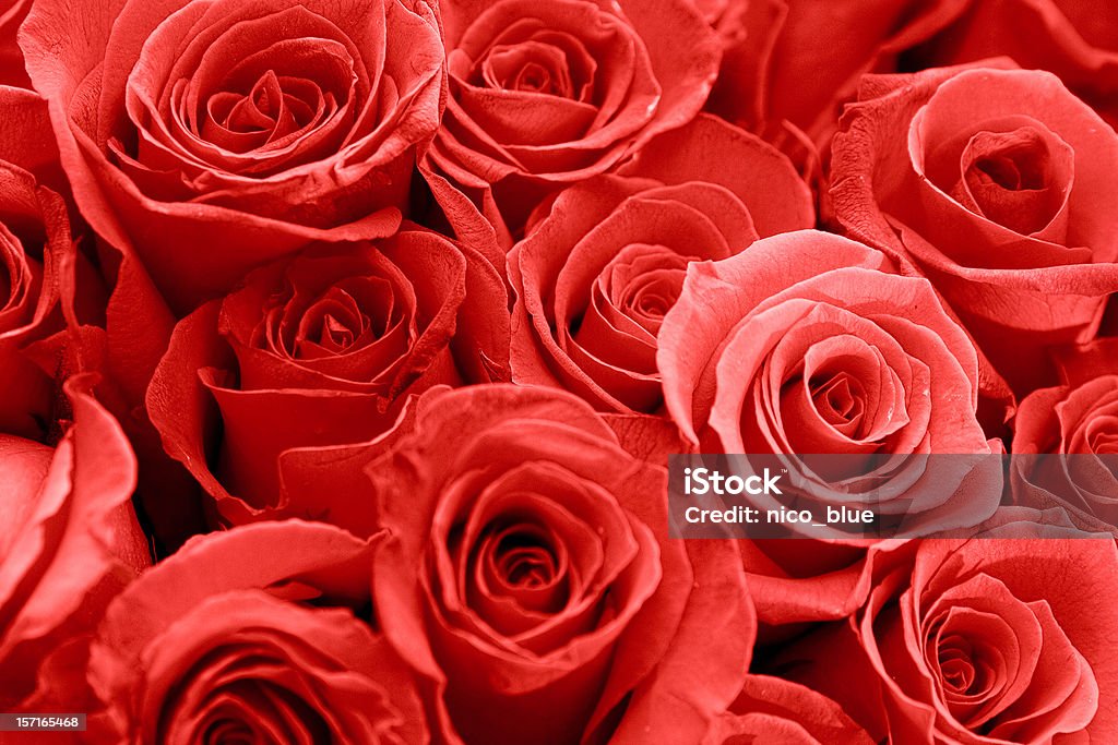 赤いバラ - カラー画像のロイヤリティフリーストックフォト