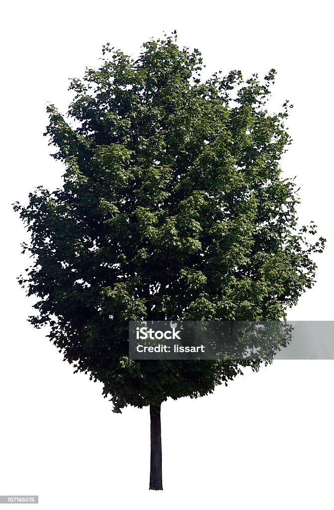 Baum auf weißem Hintergrund - Lizenzfrei Ahorn Stock-Foto