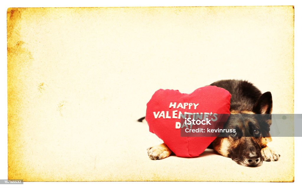 Cuscino a forma di cuore rosso e tedesco Shepard - Foto stock royalty-free di Cane