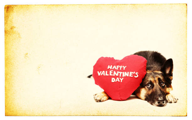 istock Red Heart Shaped Pillow and German Shepard 157165532