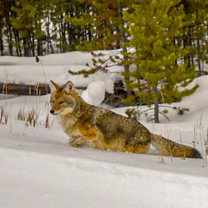 A coyote contemplates his next move in a snowy Yellowstone National Park