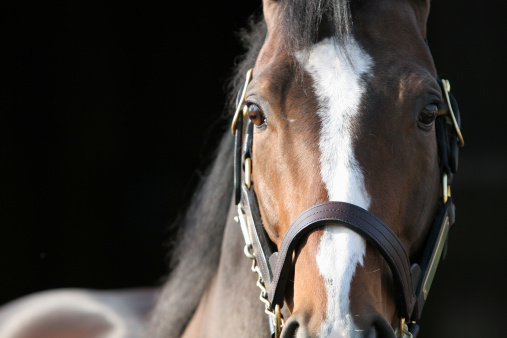 The powerful stare of a thoroughbred stallion.