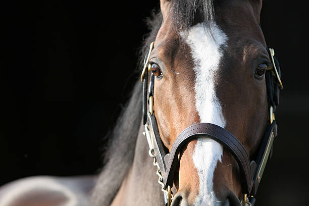 Intensity The powerful stare of a thoroughbred stallion. thoroughbred horse stock pictures, royalty-free photos & images