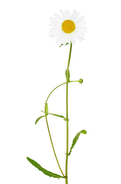 istock white chamomile flower on green stem 157165595