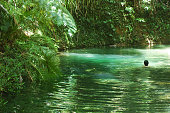 istock Swimming in the Jungle 157165642