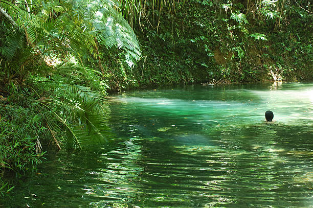 плавание в джунглях - tropical rainforest waterfall rainforest australia стоковые фото и изображения