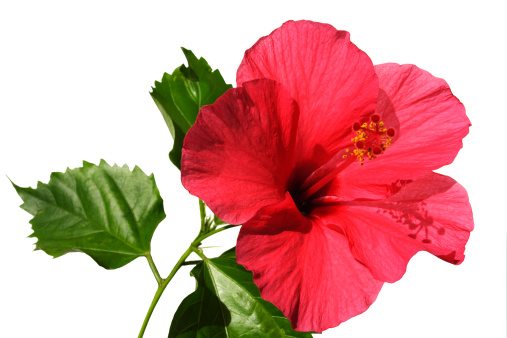 pretty red color Hibiscus rosa-sinensis flower isolated on white background
