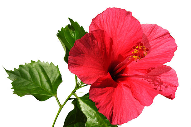 aloha hibisco - hibiscus single flower flower red - fotografias e filmes do acervo