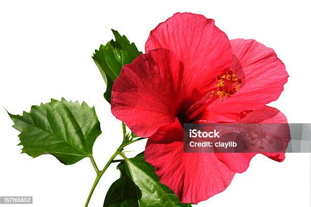 Aloha Hibisco - Fotografias de stock e mais imagens de Flor - Flor, Cultura Havaiana, Hibisco