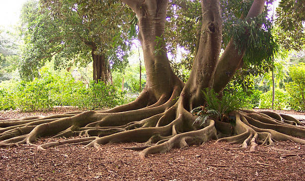 exotische wurzeln eines bay fig tree - root tree sarasota tropical climate stock-fotos und bilder