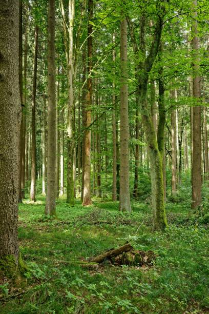 istock Lush forest with green trees and grass in Southern Germany 1571657656