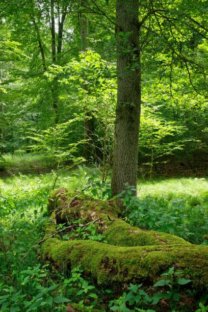 istock Lush forest with green trees and grass in Southern Germany 1571657664