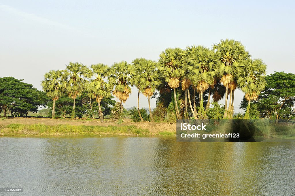 Cukru palmy w terenie, Tajlandia - Zbiór zdjęć royalty-free (Azja)