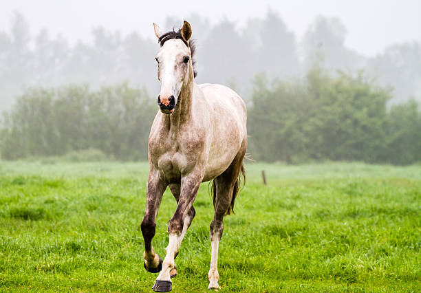 Lindo cavalo dapple-cinza - foto de acervo