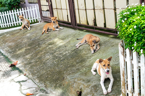 Four beautiful Philippine doggies,strokeable canines,sheltering from the hot afternoon sun,probably related,sitting in a row on a driveway, by the side of a narrow backstreet,in the center of town.