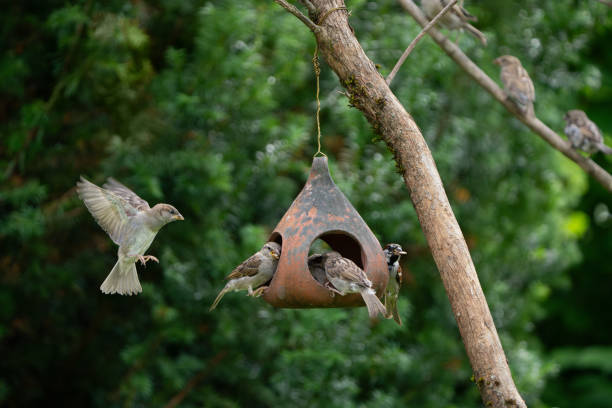 Sparrows feeding from a terracotta bird feeder in my back yard.
