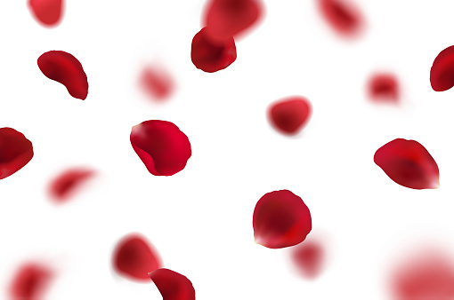 Vector realistic illustration with fallig red rose petals on transparent background