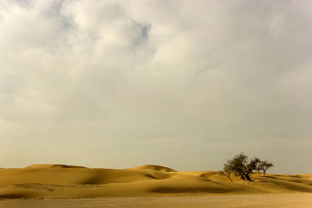 drzewo na pustyni i chmury - sandscape zdjęcia i obrazy z banku zdjęć