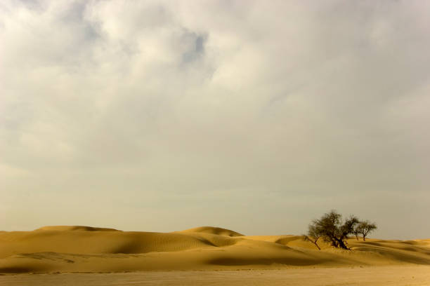 árvore do deserto e nuvens - sandscape imagens e fotografias de stock