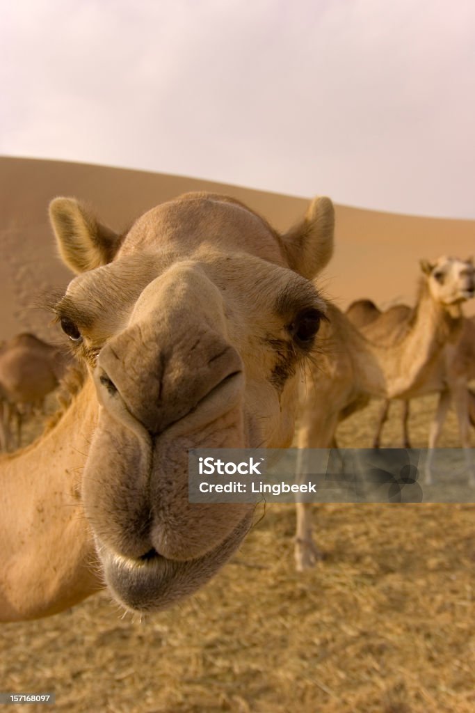 close-up wide-angle shot of  camel on a camelfarm  Abu Dhabi Stock Photo