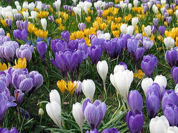 газон, полной фиолетовый, белый и желтый крокус весной - species crocus стоковые фото и изображения