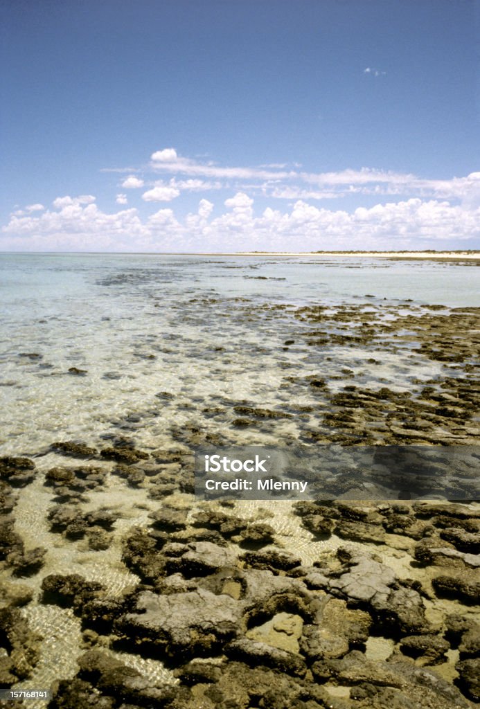 western australia stromatolites  Australia Stock Photo