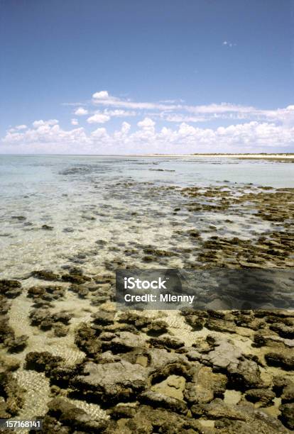 Western Australia Stromatolites Stock Photo - Download Image Now - Australia, Awe, Bay of Water