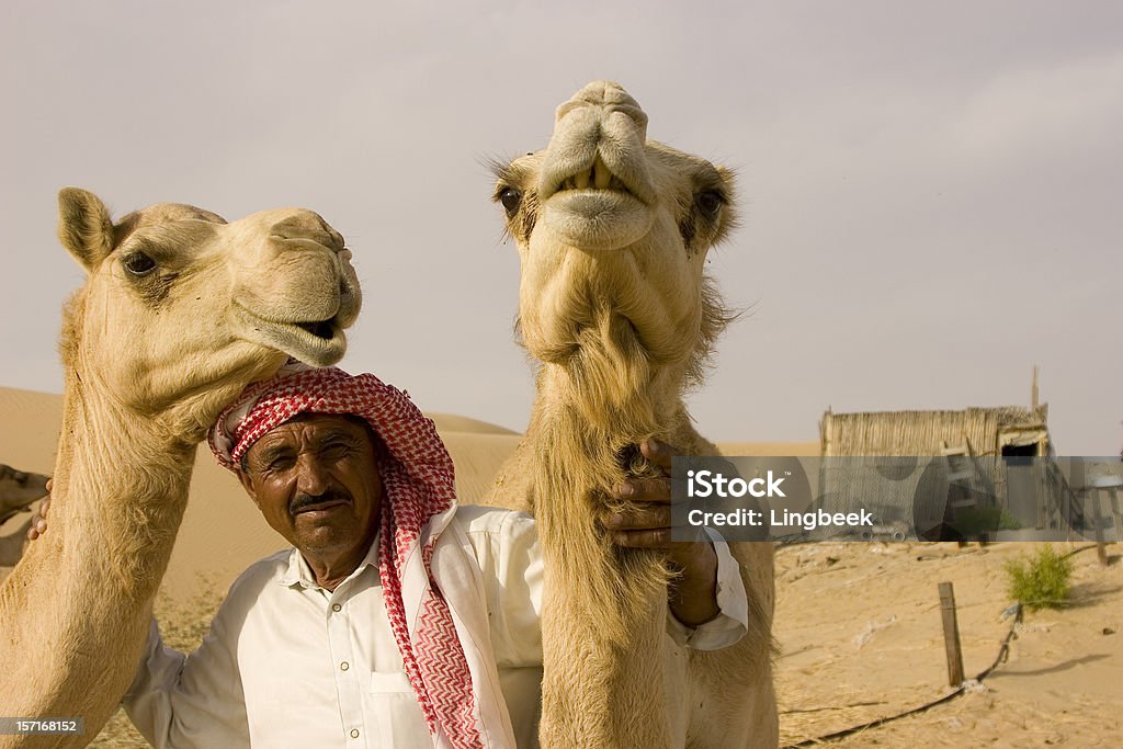 close-up-wide-angle shot von Kamel auf camelfarm - Lizenzfrei Arabische Halbinsel Stock-Foto