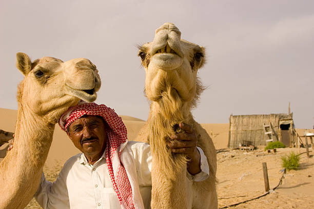 close-up ampio angolo girato su un cammello camelfarm - united arab emirates middle eastern ethnicity men camel foto e immagini stock